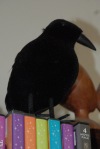 creepy blackbird